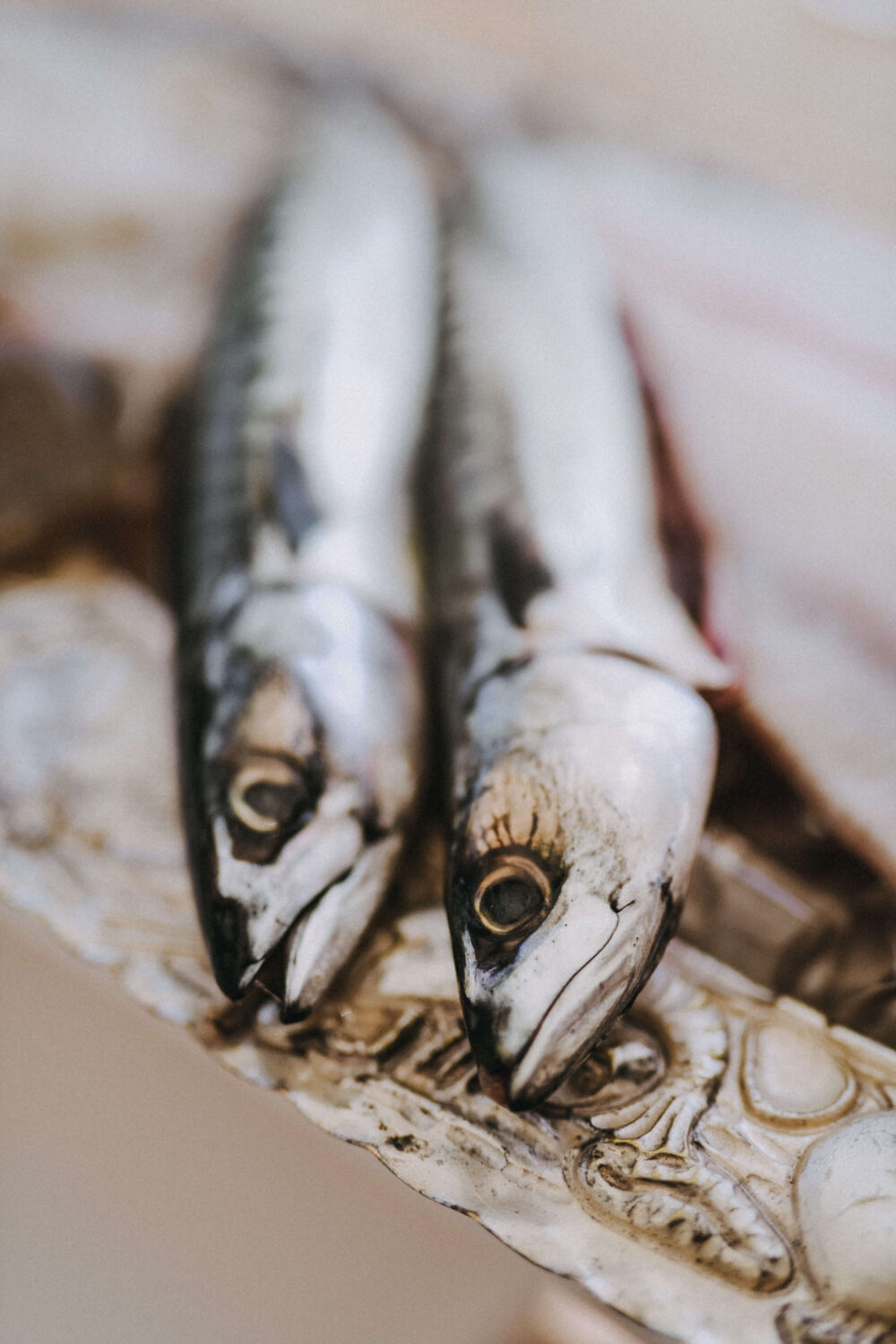 mackerel